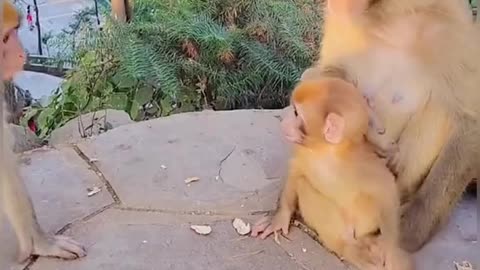 Monkey kidding with baby monkey