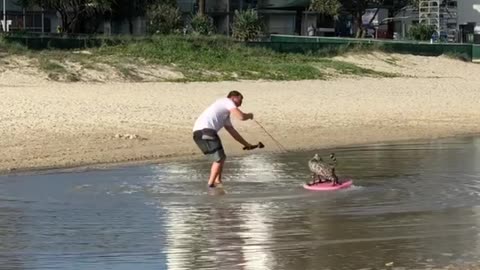 Cat Surfing