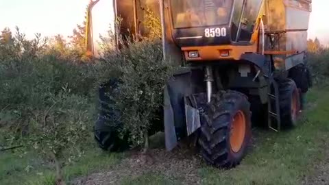 A machine for harvesting olives in a large quantité and in a short Time.