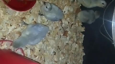 Chicks in a brooder Part 15