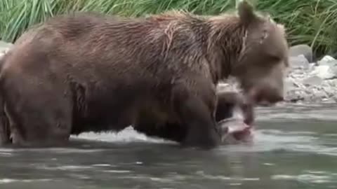 Happy Cubs & MAMA BEAR... fishing time