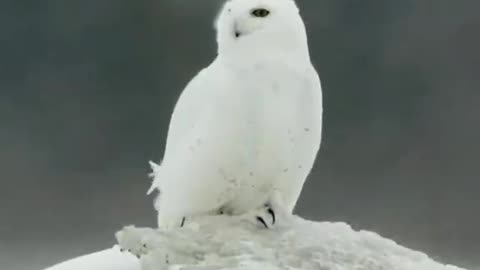 Snowy Owls