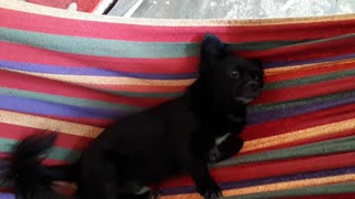 Puppy gets gently rocked in personal hammock