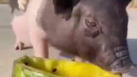 Awesome Funny Pet Animals, Super cute puppy and pig video.
