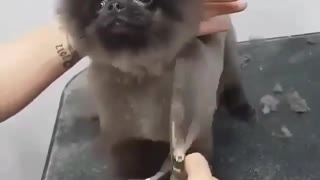 Look How Funny This Dog Is Happy To get Her Hair Cut