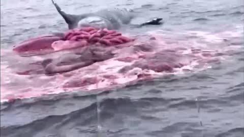Exploding whale