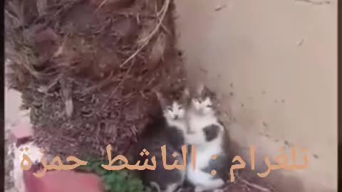 Gaza cats