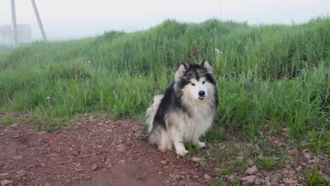 DO Siberian Huskies Rum Away?He does not it he is looking at the sky