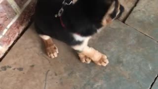 German shepard puppy on leash whines at owner