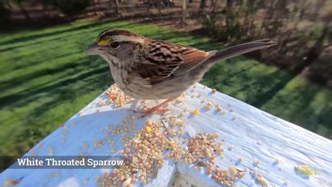 White Throated Sparrow - House Finch
