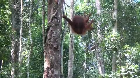 Funny Orangutan playing