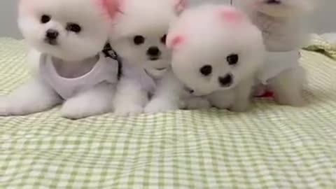 Cute puppies|| cute dogs