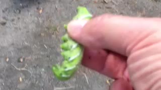 Chicken eating hornworm