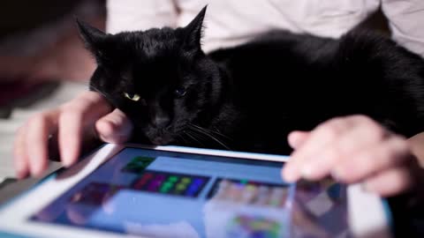 woman browsing on touchpad with black cat on laps