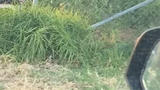 Two Dogs Sitting on Lawn Chairs Startles Man