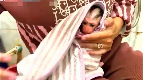 Oh! Tiny Newborn Baby Monkey First Time Bathing by Mommy - Monkey Animals 048