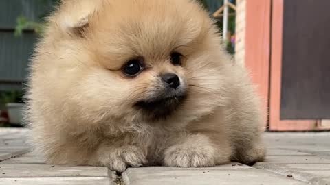 Cute Pomeranian Puppie sad time 🥲🥲🥲