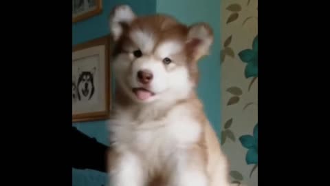 Gif video of dog shaking his head and saying no