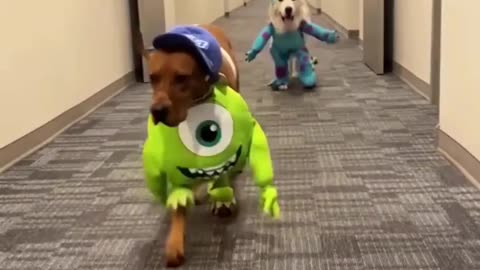 Cute dogs waking in funny costumes