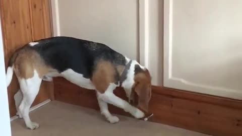 Dog Keeps Itself Busy By Playing With A Door Stop