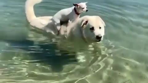 Dog swimming & baby dog on reiver
