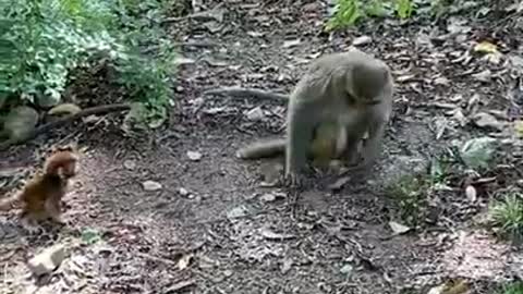 animals Lovely Monkeys Videos 2021