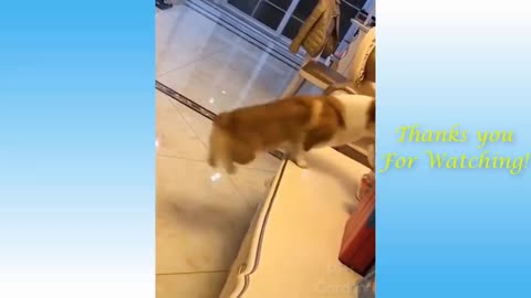 The Best FUNNY dogs Videos - Funny Animal