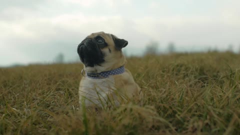 A Pet Pug Resting On Grass Field