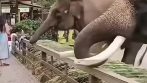 Trending Funny animal videos