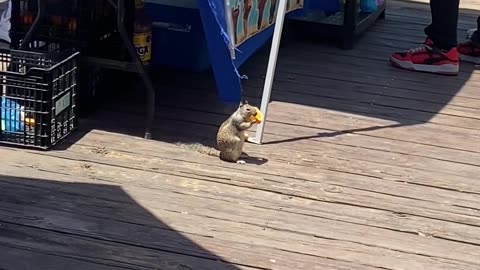 Squirrel Enjoys Orange At Cantaritos Stand