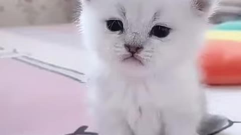 Cute kitten baby cat funny cat movement