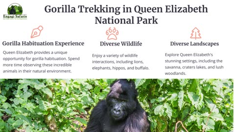 Explore Top 5 Gorilla Safari Tours in Uganda with Engagi Safaris