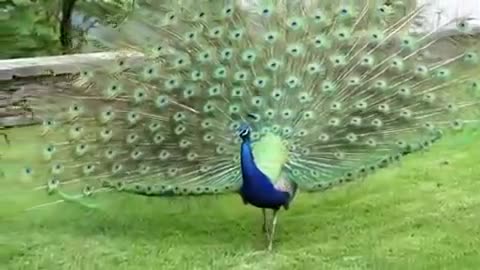 amazing peacock dance wonderful dance it is heavenly feeling