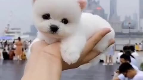 Cute little baby dog