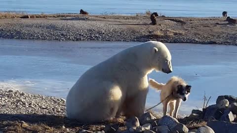 Polar bear petting dog