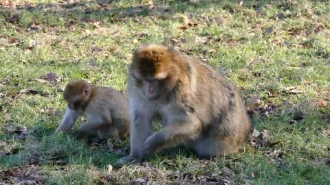 Funny monkey eating apple&play