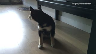 Brown husky trying to bite tail flips itself over