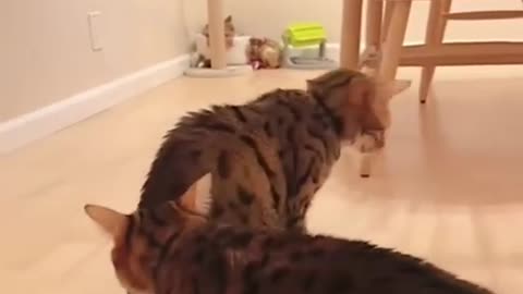 Funny animals😺 Funny Cats and Dogs - Funny animal videos 181