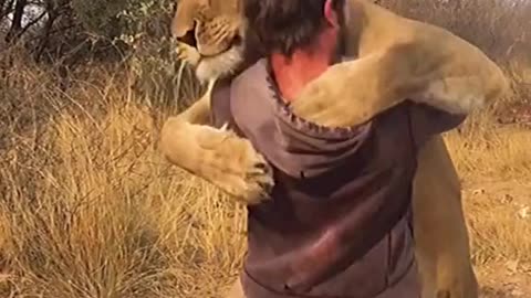 lion funny video