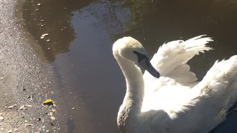 Swan Picks Peculiar Puddle to Perch