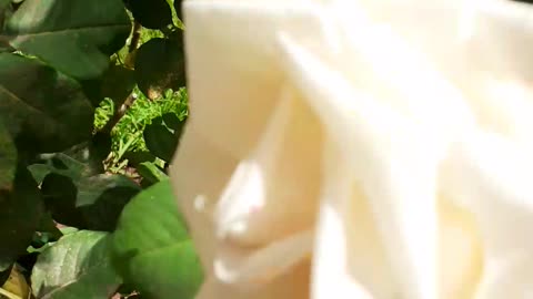 Cut rose in the world cinematic flower