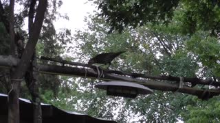 105 Toussaint Wildlife - Oak Harbor Ohio - Noisy Chickens Upset Blackbird Lunch