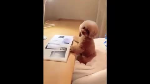 Cute Dog video 2022 02