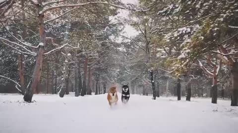 Shiba Inu and Erha are the perfect match to play together