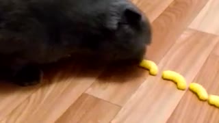 cat is a big fan of Cheetos