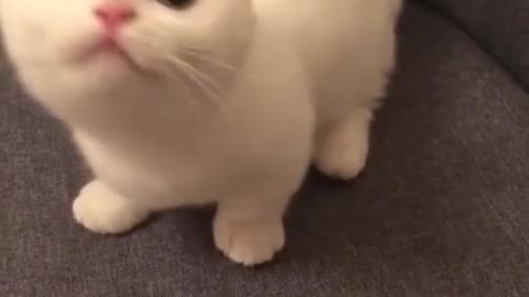 Sweet Cat with Cute look