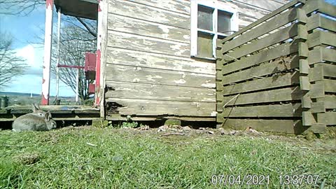 Rabbits Use Abandoned Playhouse to Raise Family