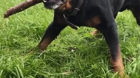 Rottie growth timelapse