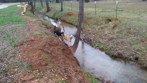 Bobo and Wild Child Abby Playing in the Creek