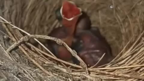 Awesome video of a baby bird